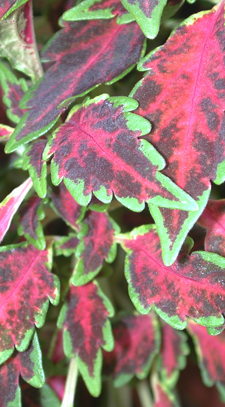 Territorial Seed Company Sun Coral Candy Coleus - Thumbnail 3