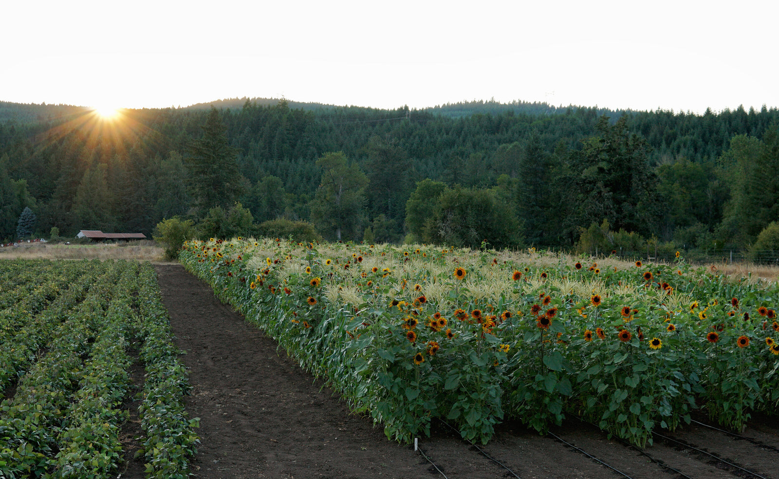 Pro Vegetable Seed Catalog Territorial Seed