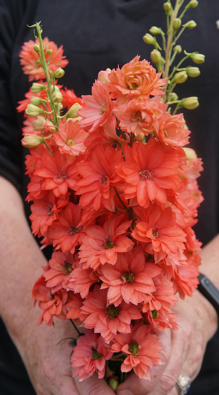 Territorial Seed Company Aurora Series Delphinium - Thumbnail 2