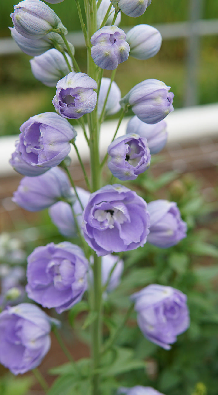 Territorial Seed Company Aurora Series Delphinium