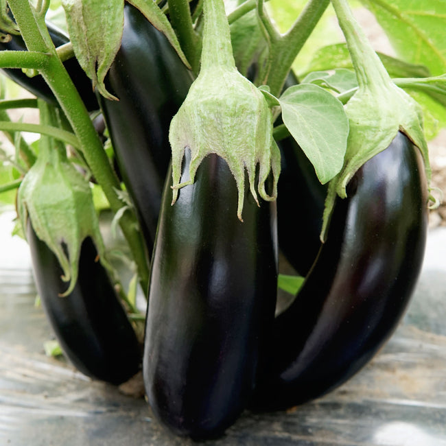 TURKISH DELIGHT-EGGPLANT