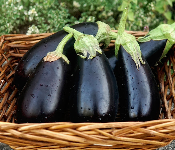 GAUDI-EGGPLANT
