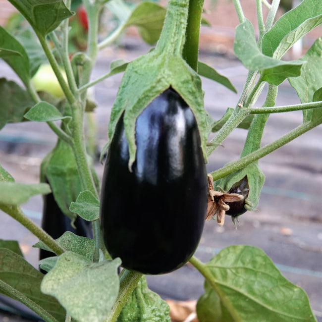 GAUDI-EGGPLANT
