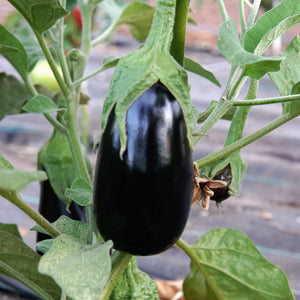 GAUDI-EGGPLANT