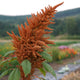 GOLDEN GIANT AMARANTH
