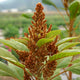 GOLDEN GIANT AMARANTH
