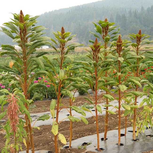 GOLDEN GIANT AMARANTH