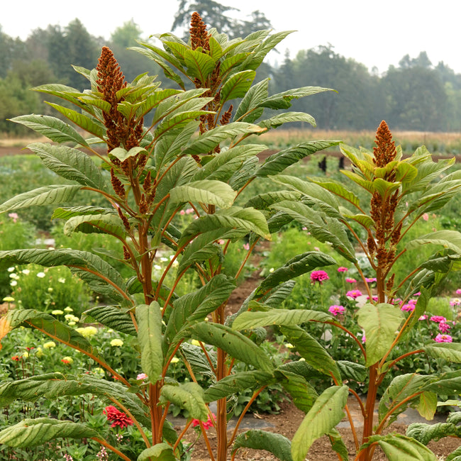 GOLDEN GIANT AMARANTH