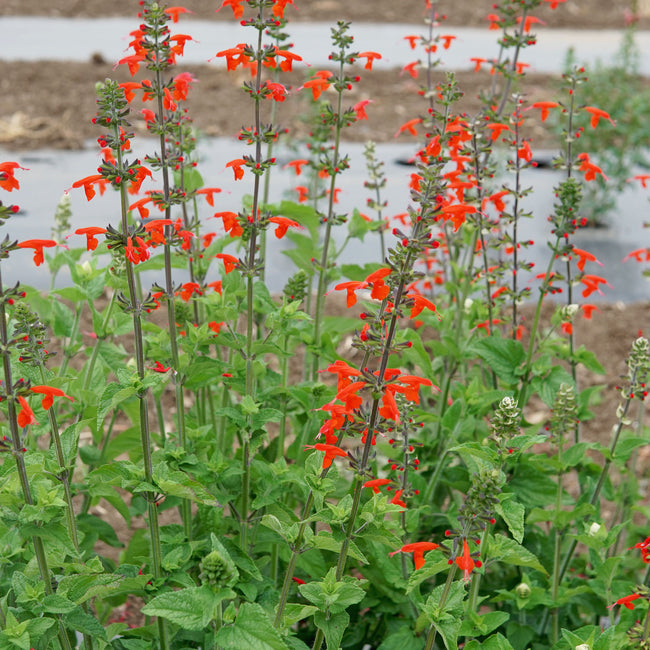 SCARLET SAGE-SALVIA