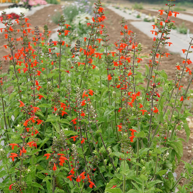 SCARLET SAGE-SALVIA