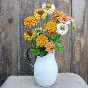 PEPPERMINT STICK-ZINNIA