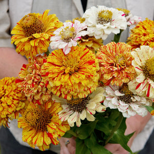 PEPPERMINT STICK-ZINNIA