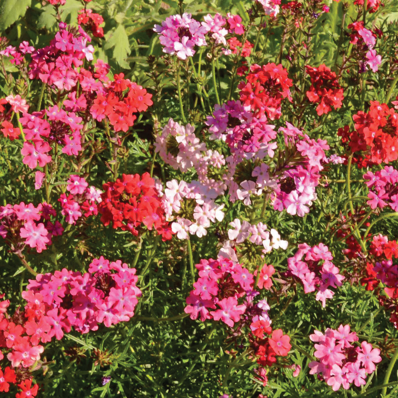 Sweetheart Kisses Verbena | Territorial Seed