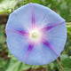 Close-up of Tall Mix morning glory flowers showcasing two-toned funnel-shaped blooms with green foliage background
