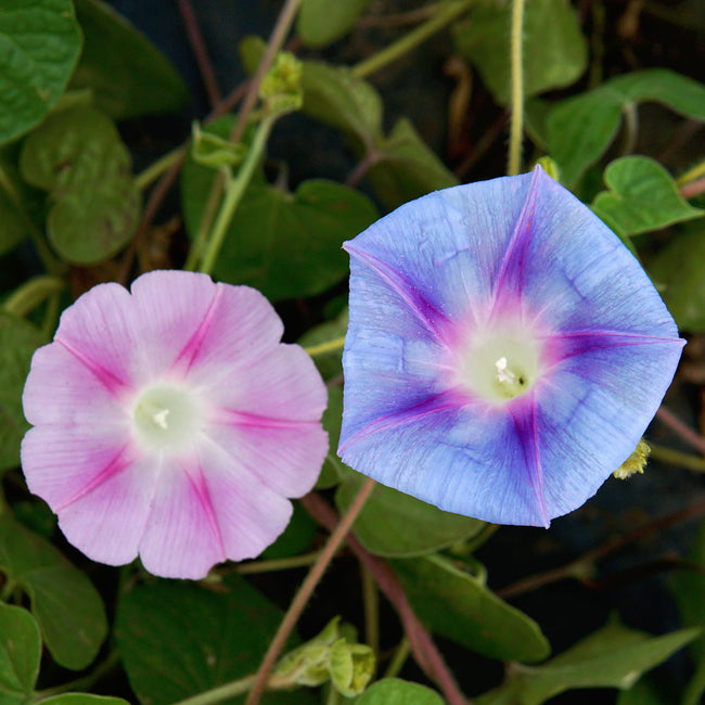 Top view of Tall Mix morning glory flowers showing pink and blue funnel-shaped blooms with star-like throat markings against green foliage