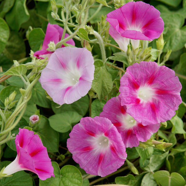 Close-up of Tall Mix morning glory showing two-toned pink and white funnel-shaped flowers and heart-shaped green leaves
