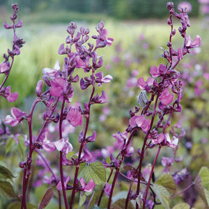 HYACINTH BEAN PURPLE