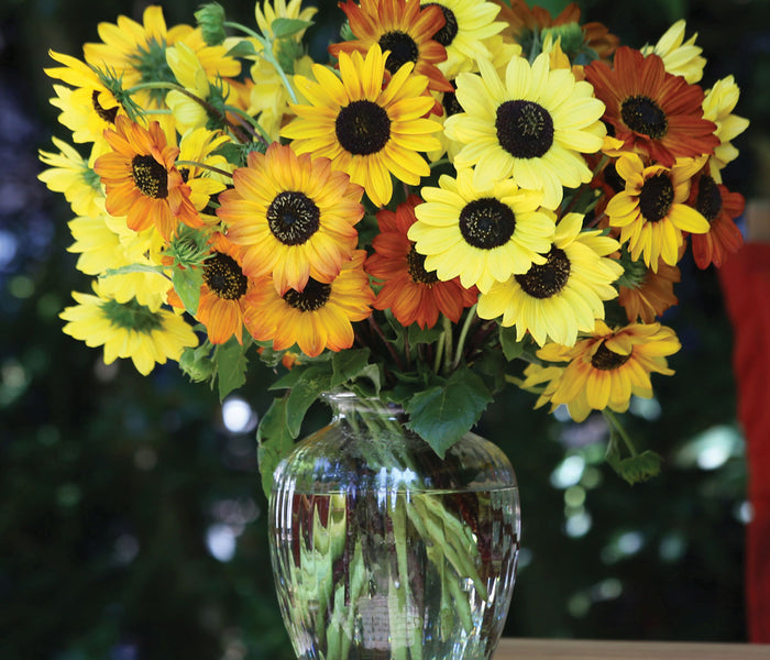 SOLUNA MIX-SUNFLOWER