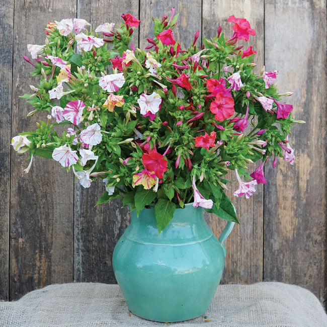 MARBLES TRICOLOR-FOUR O'CLOCKS