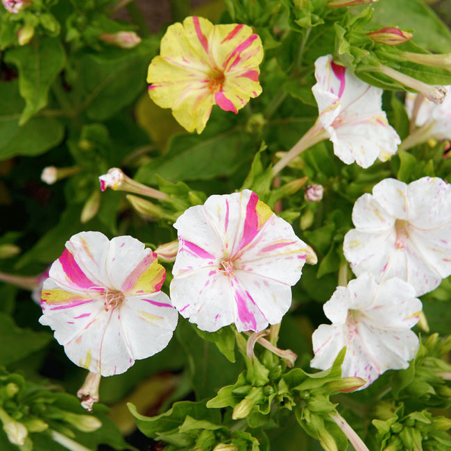 MARBLES TRICOLOR-FOUR O'CLOCKS