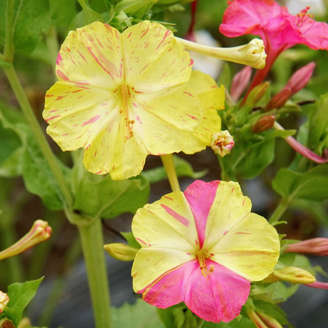 MARBLES TRICOLOR-FOUR O'CLOCKS