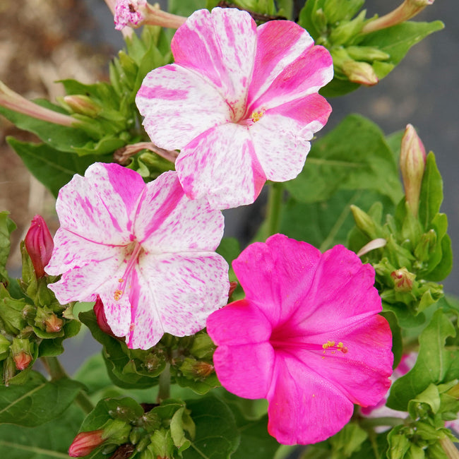 MARBLES TRICOLOR-FOUR O'CLOCKS