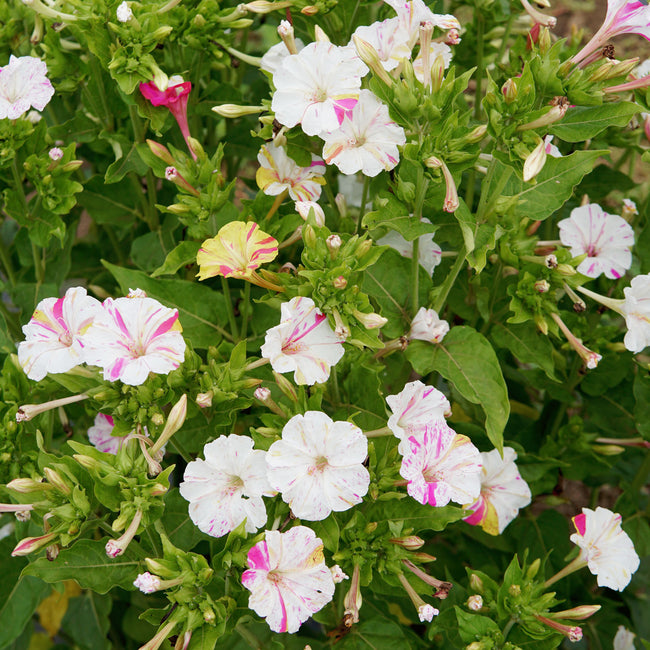 MARBLES TRICOLOR-FOUR O'CLOCKS