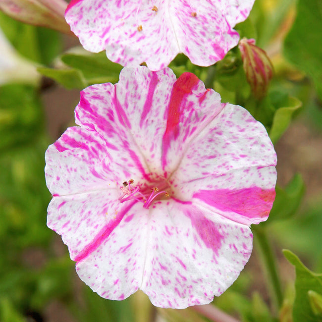 MARBLES TRICOLOR-FOUR O'CLOCKS