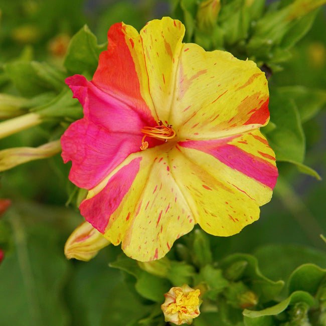 MARBLES TRICOLOR-FOUR O'CLOCKS