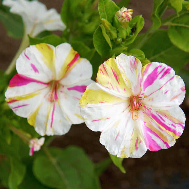 MARBLES TRICOLOR-FOUR O'CLOCKS