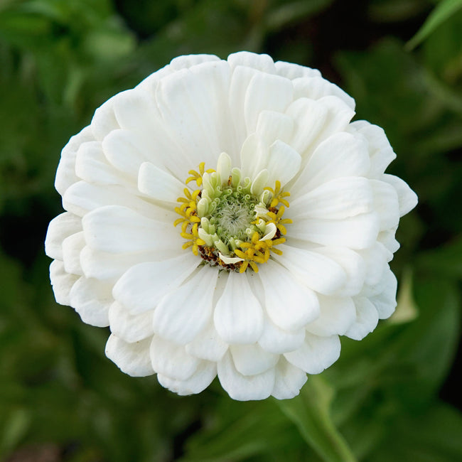 POLAR BEAR-ZINNIA
