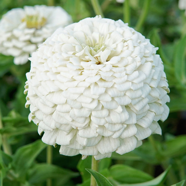 POLAR BEAR-ZINNIA