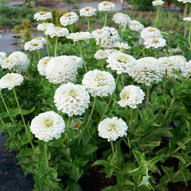 POLAR BEAR-ZINNIA