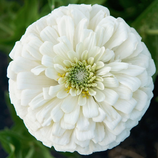 POLAR BEAR-ZINNIA