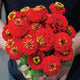 LILLIPUT SCARLET GEM-ZINNIA