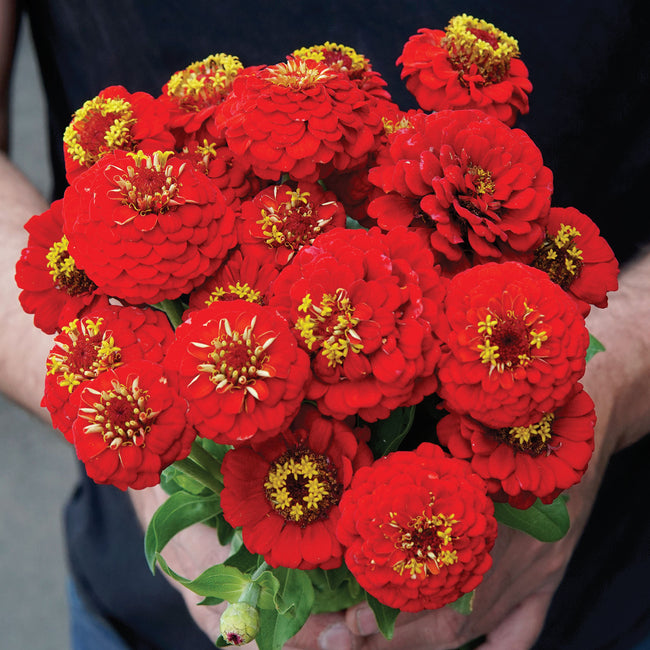 LILLIPUT SCARLET GEM-ZINNIA