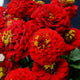 LILLIPUT SCARLET GEM-ZINNIA
