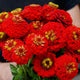LILLIPUT SCARLET GEM-ZINNIA
