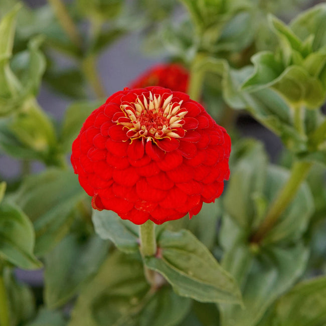 LILLIPUT SCARLET GEM-ZINNIA