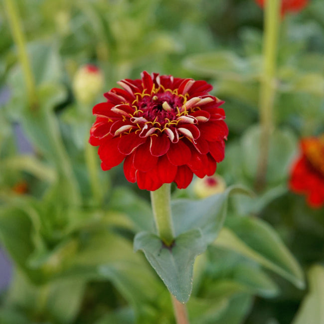 LILLIPUT SCARLET GEM-ZINNIA