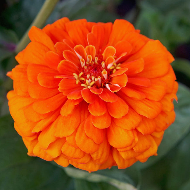 ORANGE KING-ZINNIA
