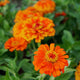 ORANGE KING-ZINNIA