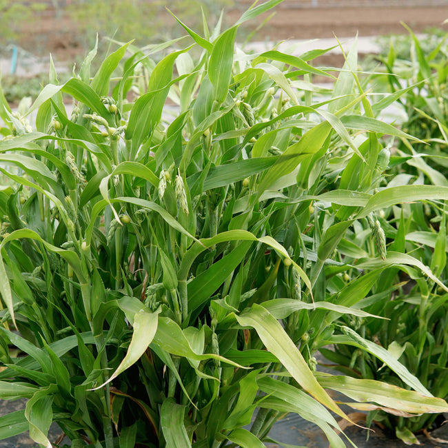 JOB'S TEARS-JOB'S TEARS