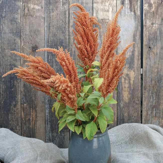 HOT BISCUITS-AMARANTH