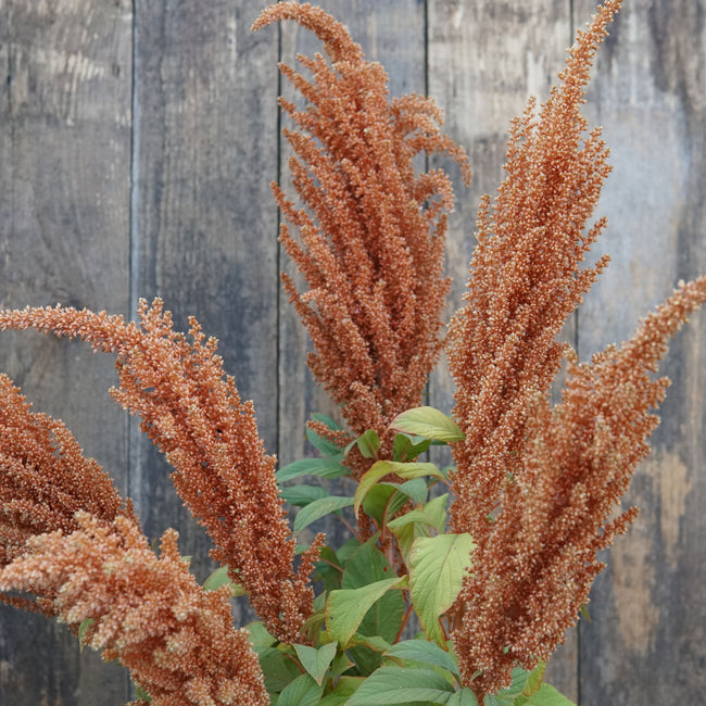 HOT BISCUITS-AMARANTH