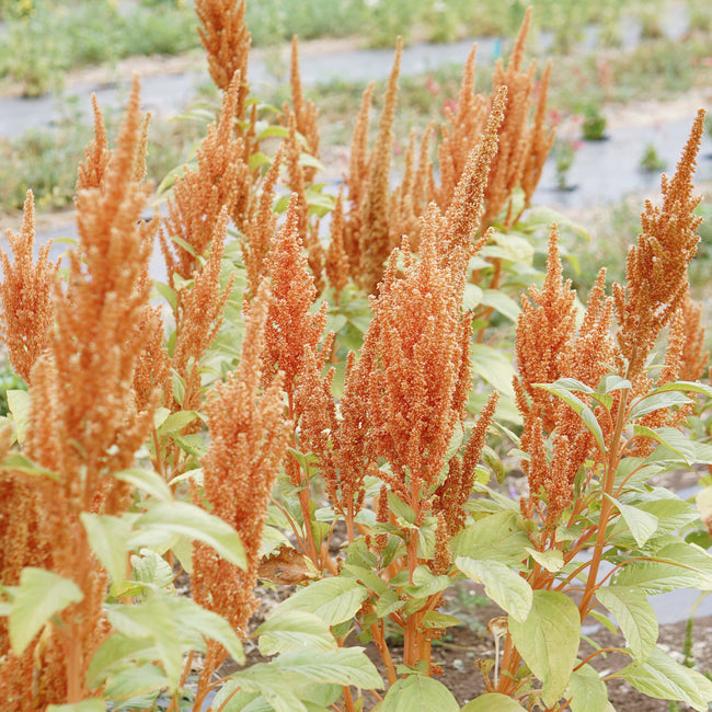 HOT BISCUITS-AMARANTH