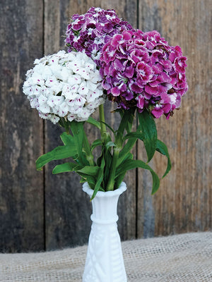 HOLLANDIA PURPLE CROWN-DIANTHUS