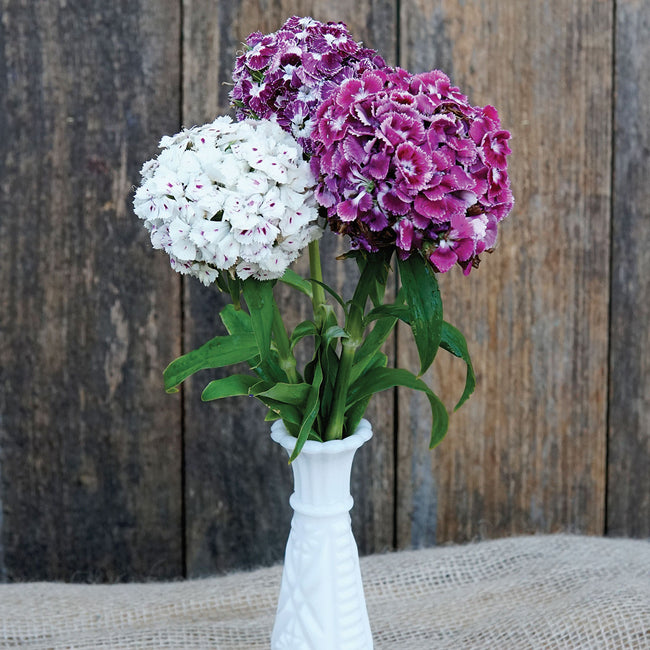 Close up of Hollandia Purple Crown dianthus in a white vase with three magenta, pink, and white clustered blooms