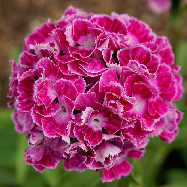Close-up of Hollandia Purple Crown dianthus showing a round cluster of ruffled magenta-and-white petals against a blurred green background