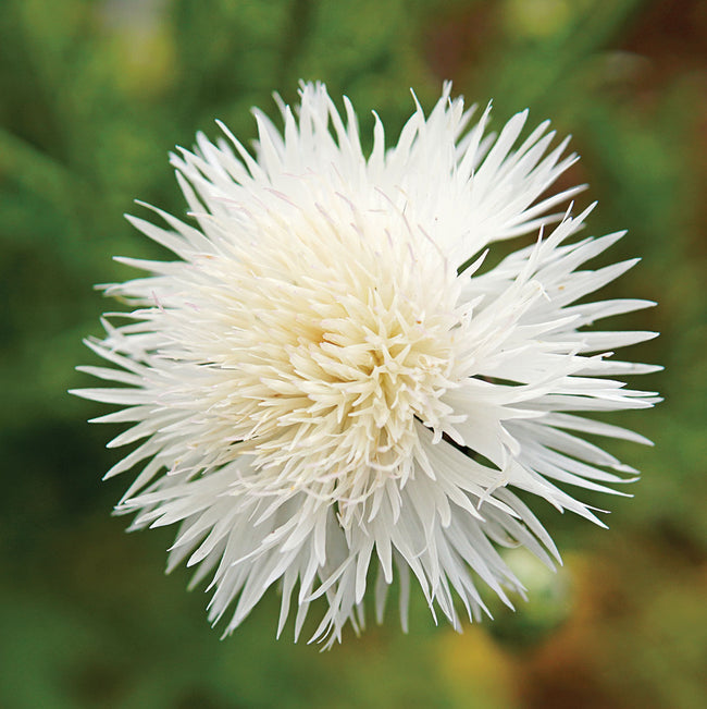 THE BRIDE-CENTAUREA